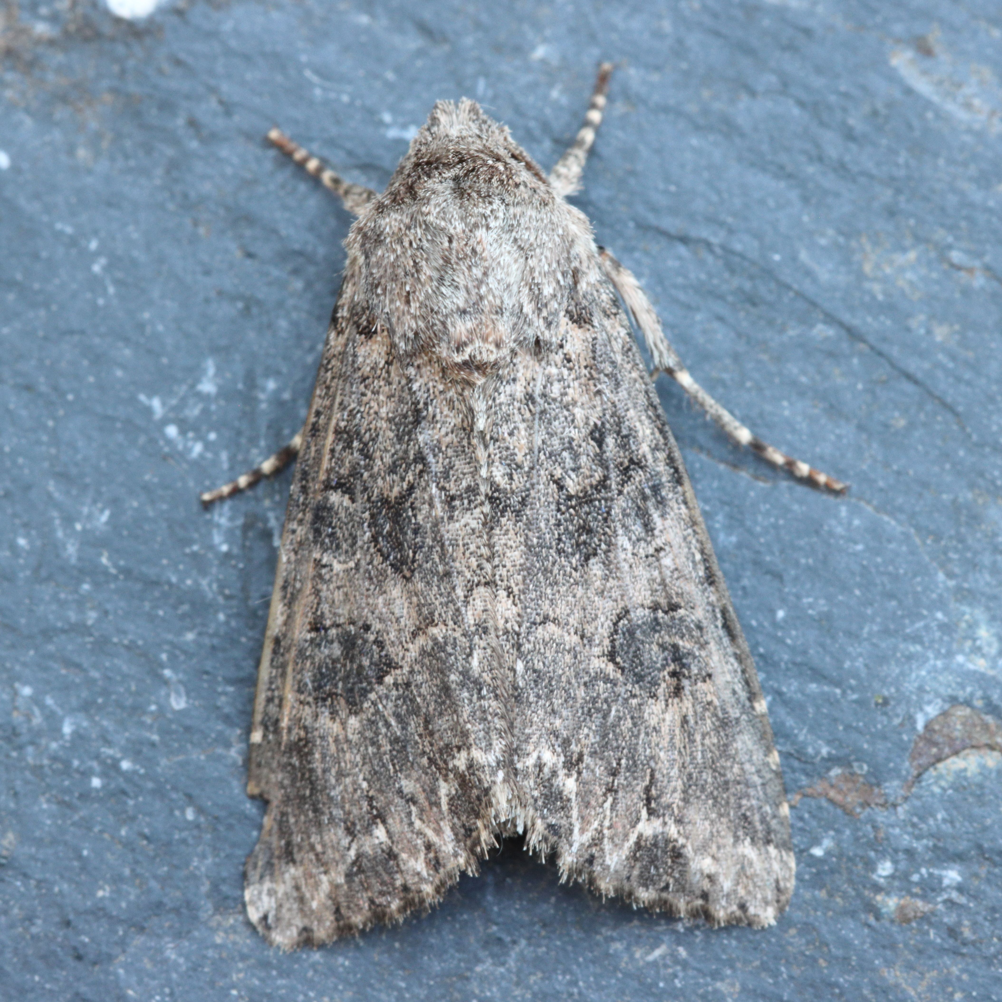 Photo of Nutmeg (Anarta trifolii)